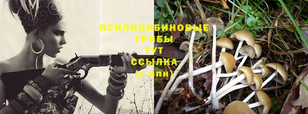 ПСИЛОЦИБИНОВЫЕ ГРИБЫ Инта